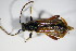  ( - GBOL_Col_FK_0246)  @12 [ ] CreativeCommons - Attribution Non-Commercial Share-Alike (2015) Unspecified SNSB, Zoologische Staatssammlung Muenchen