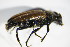  ( - GBOL_Col_FK_0249)  @11 [ ] CreativeCommons - Attribution Non-Commercial Share-Alike (2015) Unspecified SNSB, Zoologische Staatssammlung Muenchen
