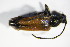  ( - GBOL_Col_FK_0250)  @12 [ ] CreativeCommons - Attribution Non-Commercial Share-Alike (2015) Unspecified SNSB, Zoologische Staatssammlung Muenchen