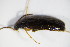  ( - GBOL_Col_FK_0255)  @11 [ ] CreativeCommons - Attribution Non-Commercial Share-Alike (2015) Unspecified SNSB, Zoologische Staatssammlung Muenchen
