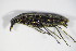  ( - GBOL_Col_FK_0270)  @13 [ ] CreativeCommons - Attribution Non-Commercial Share-Alike (2015) Unspecified SNSB, Zoologische Staatssammlung Muenchen