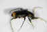  ( - GBOL_Col_FK_0273)  @12 [ ] CreativeCommons - Attribution Non-Commercial Share-Alike (2015) Unspecified SNSB, Zoologische Staatssammlung Muenchen