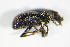  ( - GBOL_Col_FK_0278)  @12 [ ] CreativeCommons - Attribution Non-Commercial Share-Alike (2015) Unspecified SNSB, Zoologische Staatssammlung Muenchen