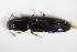  ( - GBOL_Col_FK_0302)  @11 [ ] CreativeCommons - Attribution Non-Commercial Share-Alike (2015) Unspecified SNSB, Zoologische Staatssammlung Muenchen