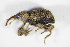  ( - GBOL_Col_FK_0338)  @11 [ ] CreativeCommons - Attribution Non-Commercial Share-Alike (2015) Unspecified SNSB, Zoologische Staatssammlung Muenchen