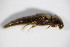  ( - GBOL_Col_FK_0955)  @12 [ ] CreativeCommons - Attribution Non-Commercial Share-Alike (2015) Unspecified SNSB, Zoologische Staatssammlung Muenchen