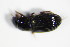  ( - GBOL_Col_FK_0961)  @12 [ ] CreativeCommons - Attribution Non-Commercial Share-Alike (2015) Unspecified SNSB, Zoologische Staatssammlung Muenchen