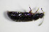  ( - GBOL_Col_FK_0970)  @12 [ ] CreativeCommons - Attribution Non-Commercial Share-Alike (2015) Unspecified SNSB, Zoologische Staatssammlung Muenchen