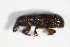  ( - GBOL_Col_FK_0996)  @12 [ ] CreativeCommons - Attribution Non-Commercial Share-Alike (2015) Unspecified SNSB, Zoologische Staatssammlung Muenchen