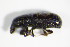  ( - GBOL_Col_FK_0997)  @11 [ ] CreativeCommons - Attribution Non-Commercial Share-Alike (2015) Unspecified SNSB, Zoologische Staatssammlung Muenchen