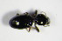 ( - GBOL_Col_FK_1022)  @12 [ ] CreativeCommons - Attribution Non-Commercial Share-Alike (2015) Unspecified SNSB, Zoologische Staatssammlung Muenchen