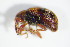 ( - GBOL_Col_FK_1032)  @12 [ ] CreativeCommons - Attribution Non-Commercial Share-Alike (2015) Unspecified SNSB, Zoologische Staatssammlung Muenchen