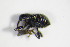  ( - GBOL_Col_FK_1036)  @12 [ ] CreativeCommons - Attribution Non-Commercial Share-Alike (2015) Unspecified SNSB, Zoologische Staatssammlung Muenchen