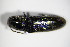  ( - GBOL_Col_FK_1039)  @13 [ ] CreativeCommons - Attribution Non-Commercial Share-Alike (2015) Unspecified SNSB, Zoologische Staatssammlung Muenchen