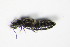  ( - GBOL_Col_FK_1080)  @11 [ ] CreativeCommons - Attribution Non-Commercial Share-Alike (2015) Unspecified SNSB, Zoologische Staatssammlung Muenchen