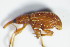  (Apion rubiginosum - GBOL_Col_FK_1147)  @13 [ ] CreativeCommons - Attribution Non-Commercial Share-Alike (2015) Unspecified SNSB, Zoologische Staatssammlung Muenchen