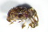  ( - GBOL_Col_FK_1176)  @11 [ ] CreativeCommons - Attribution Non-Commercial Share-Alike (2015) Unspecified SNSB, Zoologische Staatssammlung Muenchen