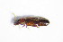  ( - GBOL_Col_FK_1191)  @12 [ ] CreativeCommons - Attribution Non-Commercial Share-Alike (2015) Unspecified SNSB, Zoologische Staatssammlung Muenchen