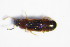  ( - GBOL_Col_FK_1192)  @12 [ ] CreativeCommons - Attribution Non-Commercial Share-Alike (2015) Unspecified SNSB, Zoologische Staatssammlung Muenchen
