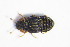  ( - GBOL_Col_FK_1194)  @12 [ ] CreativeCommons - Attribution Non-Commercial Share-Alike (2015) Unspecified SNSB, Zoologische Staatssammlung Muenchen