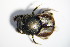  ( - GBOL_Col_FK_1222)  @11 [ ] CreativeCommons - Attribution Non-Commercial Share-Alike (2015) Unspecified SNSB, Zoologische Staatssammlung Muenchen