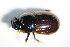  ( - GBOL_Col_FK_1226)  @11 [ ] CreativeCommons - Attribution Non-Commercial Share-Alike (2015) Unspecified SNSB, Zoologische Staatssammlung Muenchen