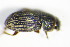  ( - GBOL_Col_FK_1232)  @11 [ ] CreativeCommons - Attribution Non-Commercial Share-Alike (2015) Unspecified SNSB, Zoologische Staatssammlung Muenchen
