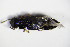  ( - GBOL_Col_FK_1234)  @11 [ ] CreativeCommons - Attribution Non-Commercial Share-Alike (2015) Unspecified SNSB, Zoologische Staatssammlung Muenchen