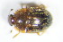  ( - GBOL_Col_FK_1262)  @11 [ ] CreativeCommons - Attribution Non-Commercial Share-Alike (2015) Unspecified SNSB, Zoologische Staatssammlung Muenchen