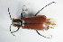  ( - GBOL_Col_FK_1268)  @13 [ ] CreativeCommons - Attribution Non-Commercial Share-Alike (2015) Unspecified SNSB, Zoologische Staatssammlung Muenchen