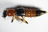  ( - GBOL_Col_FK_1296)  @11 [ ] CreativeCommons - Attribution Non-Commercial Share-Alike (2015) Unspecified SNSB, Zoologische Staatssammlung Muenchen