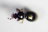  ( - GBOL_Col_FK_1309)  @12 [ ] CreativeCommons - Attribution Non-Commercial Share-Alike (2015) Unspecified SNSB, Zoologische Staatssammlung Muenchen
