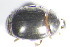  ( - GBOL_Col_FK_1327)  @12 [ ] CreativeCommons - Attribution Non-Commercial Share-Alike (2015) Unspecified SNSB, Zoologische Staatssammlung Muenchen