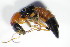  ( - GBOL_Col_FK_1337)  @11 [ ] CreativeCommons - Attribution Non-Commercial Share-Alike (2015) Unspecified SNSB, Zoologische Staatssammlung Muenchen