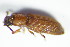  ( - GBOL_Col_FK_1338)  @11 [ ] CreativeCommons - Attribution Non-Commercial Share-Alike (2015) Unspecified SNSB, Zoologische Staatssammlung Muenchen