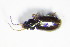  ( - GBOL_Col_FK_1403)  @12 [ ] CreativeCommons - Attribution Non-Commercial Share-Alike (2015) Unspecified SNSB, Zoologische Staatssammlung Muenchen