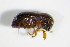  ( - GBOL_Col_FK_1441)  @11 [ ] CreativeCommons - Attribution Non-Commercial Share-Alike (2015) Unspecified SNSB, Zoologische Staatssammlung Muenchen