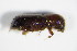  ( - GBOL_Col_FK_1443)  @11 [ ] CreativeCommons - Attribution Non-Commercial Share-Alike (2015) Unspecified SNSB, Zoologische Staatssammlung Muenchen