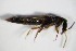  ( - GBOL_Col_FK_1446)  @11 [ ] CreativeCommons - Attribution Non-Commercial Share-Alike (2015) Unspecified SNSB, Zoologische Staatssammlung Muenchen