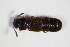  ( - GBOL_Col_FK_1460)  @11 [ ] CreativeCommons - Attribution Non-Commercial Share-Alike (2015) Unspecified SNSB, Zoologische Staatssammlung Muenchen