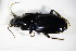  ( - GBOL_Col_FK_1464)  @12 [ ] CreativeCommons - Attribution Non-Commercial Share-Alike (2015) Unspecified SNSB, Zoologische Staatssammlung Muenchen