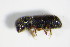  ( - GBOL_Col_FK_1478)  @12 [ ] CreativeCommons - Attribution Non-Commercial Share-Alike (2015) Unspecified SNSB, Zoologische Staatssammlung Muenchen