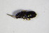  ( - GBOL_Col_FK_1487)  @12 [ ] CreativeCommons - Attribution Non-Commercial Share-Alike (2015) Unspecified SNSB, Zoologische Staatssammlung Muenchen