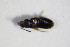  ( - GBOL_Col_FK_1488)  @12 [ ] CreativeCommons - Attribution Non-Commercial Share-Alike (2015) Unspecified SNSB, Zoologische Staatssammlung Muenchen