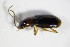  ( - GBOL_Col_FK_1498)  @13 [ ] CreativeCommons - Attribution Non-Commercial Share-Alike (2015) Unspecified SNSB, Zoologische Staatssammlung Muenchen