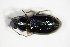  ( - GBOL_Col_FK_1512)  @12 [ ] CreativeCommons - Attribution Non-Commercial Share-Alike (2015) Unspecified SNSB, Zoologische Staatssammlung Muenchen