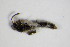  ( - GBOL_Col_FK_1513)  @12 [ ] CreativeCommons - Attribution Non-Commercial Share-Alike (2015) Unspecified SNSB, Zoologische Staatssammlung Muenchen