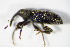  ( - GBOL_Col_FK_0382)  @13 [ ] CreativeCommons - Attribution Non-Commercial Share-Alike (2015) Unspecified SNSB, Zoologische Staatssammlung Muenchen