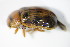  ( - GBOL_Col_FK_0383)  @11 [ ] CreativeCommons - Attribution Non-Commercial Share-Alike (2015) Unspecified SNSB, Zoologische Staatssammlung Muenchen