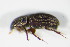  ( - GBOL_Col_FK_0413)  @12 [ ] CreativeCommons - Attribution Non-Commercial Share-Alike (2015) Unspecified SNSB, Zoologische Staatssammlung Muenchen